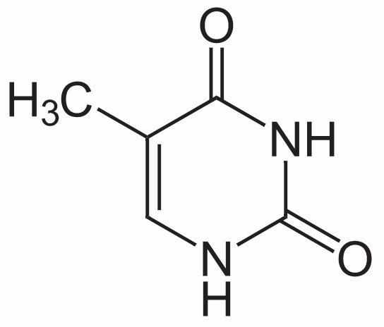 thymine molecule